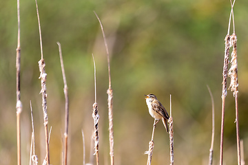 Image showing small song bird Sedge warbler, Europe wildlife