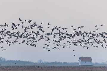 Image showing flying flock Greylag goose, Hortobagy Hungary