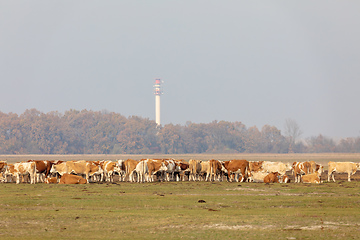 Image showing cattle in Hortobagy National Park, Hungary