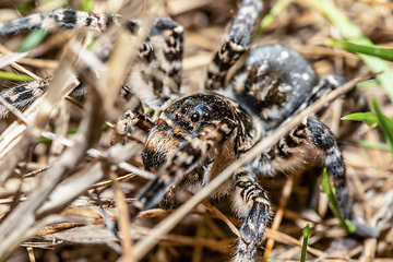 Image showing biggest european spider Geolycosa vultuosa, Hungary