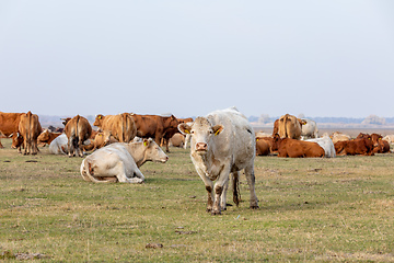 Image showing cattle in Hortobagy National Park, Hungary