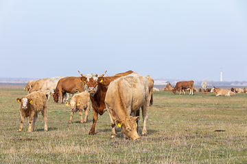 Image showing cattle in Hortobagy National Park, Hungary
