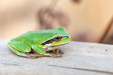 Image showing green tree frog Hortobagy, Hungary