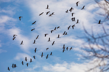 Image showing flying bird flock Common Crane, Hortobagy Hungary