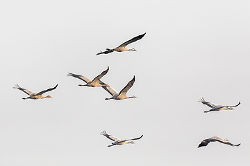 Image showing flying bird flock Common Crane, Hortobagy Hungary