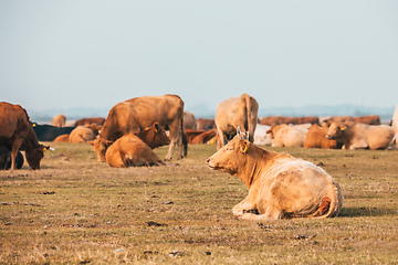 Image showing cattle in Hortobagy National Park, Hungary
