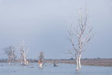 Image showing misty landscape of Hortobagy landscape, Hungary