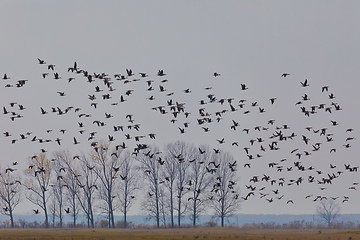 Image showing flying flock Greylag goose, Hortobagy Hungary