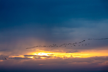 Image showing flying bird flock Common Crane, Hortobagy Hungary