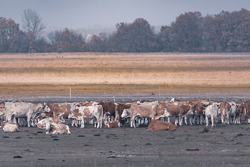 Image showing cattle in Hortobagy National Park, Hungary