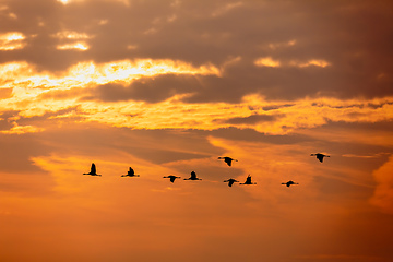 Image showing flying bird flock Common Crane, Hortobagy Hungary