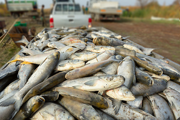 Image showing Harvesting Of Fish In The Pond