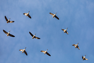 Image showing flying flock Greylag goose, Hortobagy Hungary