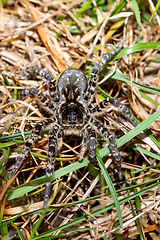 Image showing biggest european spider Geolycosa vultuosa, Hungary