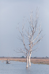 Image showing misty landscape of Hortobagy landscape