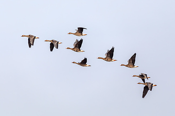 Image showing flying flock Greylag goose, Hortobagy Hungary