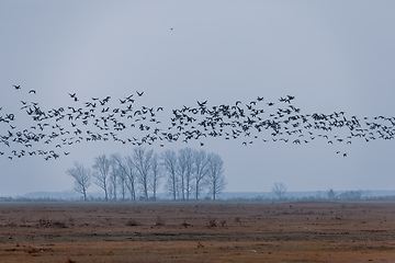 Image showing flying flock Greylag goose, Hortobagy Hungary