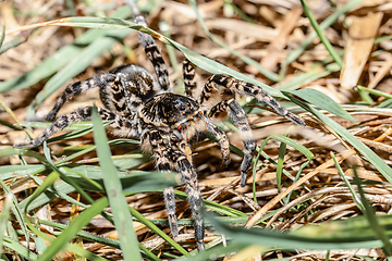 Image showing biggest european spider Geolycosa vultuosa, Hungary