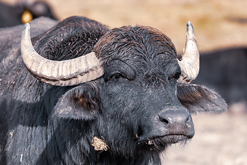 Image showing cattle in Hortobagy National Park, Hungary