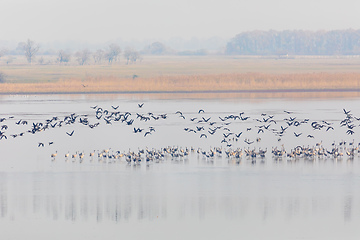 Image showing Common Crane bird in the Hortobagy, Hungary