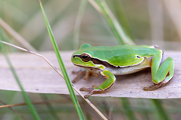 Image showing green tree frog Hortobagy, Hungary