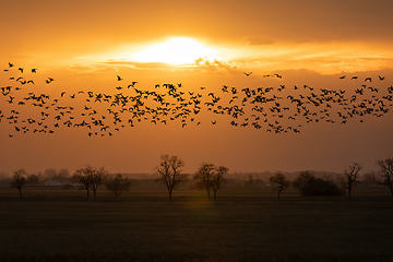 Image showing flying flock Greylag goose, Hortobagy Hungary