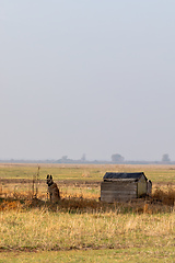 Image showing sheepdog on the Hungarian puszta, Hungary