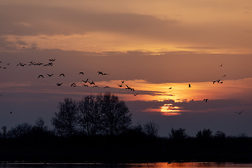 Image showing Sunrise landscape of Hortobagy landscape, Hungary