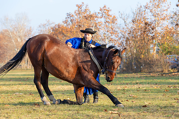 Image showing Hungarian csikos horseman in traditional folk costume