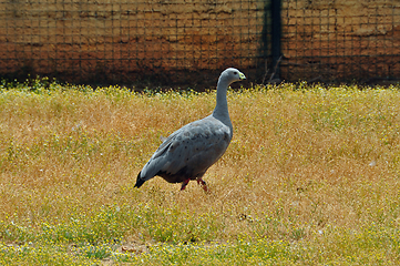 Image showing cereopsis goose