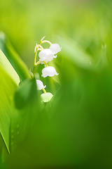 Image showing Blooming Lily of the valley in spring garden