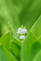 Image showing Blooming Lily of the valley in spring garden