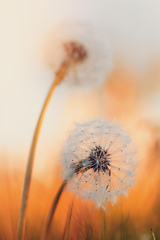 Image showing spring flower dandelion