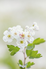 Image showing Midland hawthorn white flowering tree