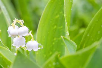 Image showing Blooming Lily of the valley in spring garden