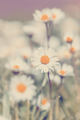 Image showing small daisy flower in spring garden