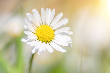 Image showing small daisy flower in spring garden