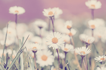 Image showing small daisy flower in spring garden