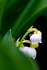 Image showing Blooming Lily of the valley in spring garden