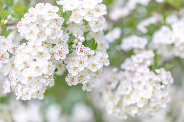 Image showing Midland hawthorn white flowering tree