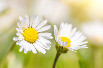 Image showing small daisy flower in spring garden