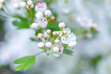 Image showing Midland hawthorn white flowering tree