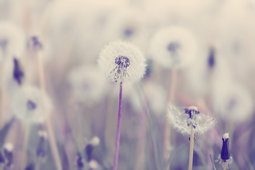 Image showing spring flower dandelion