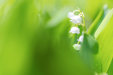 Image showing Blooming Lily of the valley in spring garden