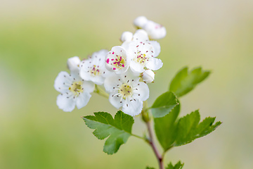 Image showing Midland hawthorn white flowering tree