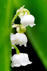 Image showing Blooming Lily of the valley in spring garden