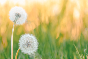 Image showing spring flower dandelion