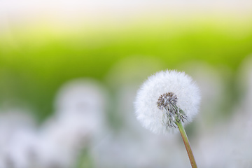 Image showing spring flower dandelion