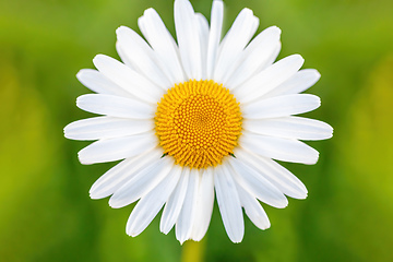 Image showing white marguerite flowers in meadow