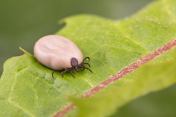 Image showing Tick (Ixodes ricinus) isolated on white